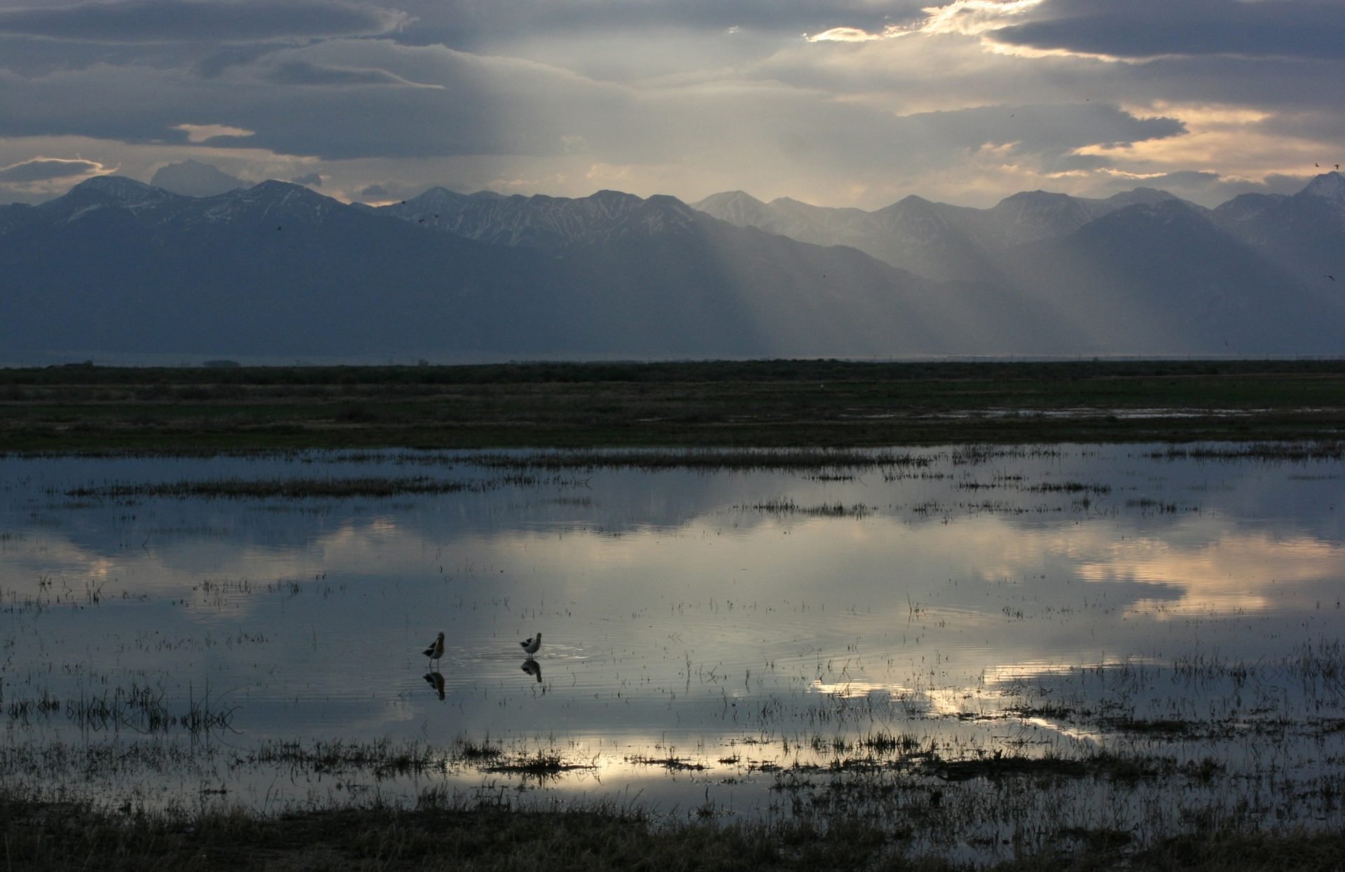 Avocets hunt in San Luis Valley wetland with a backdrop of mountains and filtered sunlight.