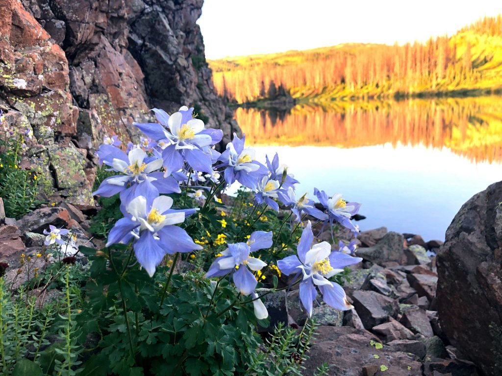  Columbine flowers blooming in front of Blue Lake