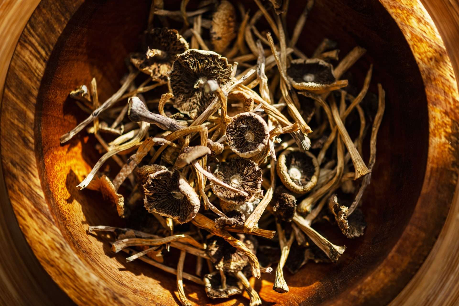 Dried hallucinogenic magic mushrooms